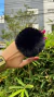 Plug Anal P Pompom na internet
