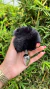 Plug Anal P Pompom - comprar online