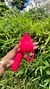 Vibrador De Ponto G Com Língua E Pulsações - loja online
