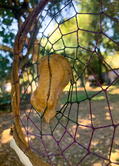 Filtro-dos-Sonhos - Com semente de Jacarandá - Elemento Zarab