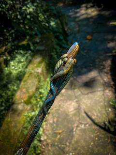 Varinha Coração Natural