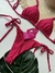 Biquíni Juliane pink flambe - comprar online