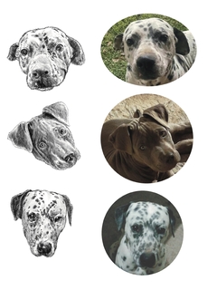 Retrato de tu mascota a lápiz