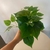 Buquê de folhagens verde Artificial 30cm