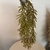 Planta pendente artificial na internet
