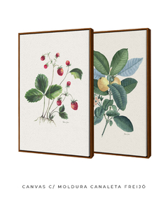 Conjunto de Quadros Decorativos Botânicos Morangos e Goiabeira