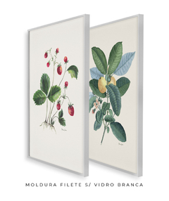 Conjunto de Quadros Decorativos Botânicos Morangos e Goiabeira na internet