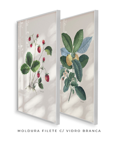 Conjunto de Quadros Decorativos Botânicos Morangos e Goiabeira - Betania Sensini | Arte e Aquarela