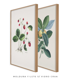 Conjunto de Quadros Decorativos Botânicos Morangos e Goiabeira - loja online