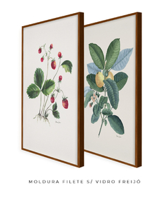 Conjunto de Quadros Decorativos Botânicos Morangos e Goiabeira