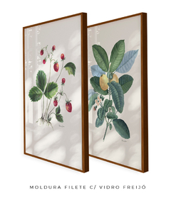 Conjunto de Quadros Decorativos Botânicos Morangos e Goiabeira - comprar online
