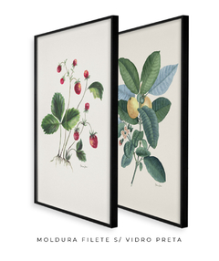 Conjunto de Quadros Decorativos Botânicos Morangos e Goiabeira na internet