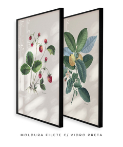 Conjunto de Quadros Decorativos Botânicos Morangos e Goiabeira - Betania Sensini | Arte e Aquarela