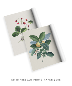 Conjunto de Quadros Decorativos Botânicos Morangos e Goiabeira - loja online