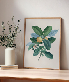 Quadro Decorativo Botânico Goiabeira