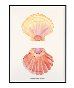 Quadro Decorativo Coquille Saint Jacques