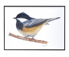 Quadro Decorativo Pássaro Chapim-Carvoeiro