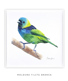 Quadro Decorativo Pássaro Saíra Sete Cores na internet