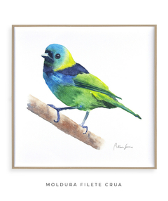 Quadro Decorativo Pássaro Saíra Sete Cores - loja online