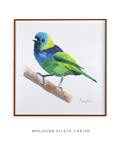 Quadro Decorativo Pássaro Saíra Sete Cores