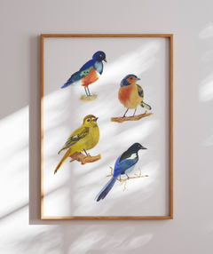 Quadro Decorativo Quatro Pássaros Coloridos - comprar online