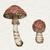 print art - Amanitas - comprar online