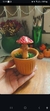 Cogumelo no vasinho na internet