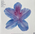 FIDDLEHEAD - Between The Richness - comprar online