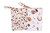 Imagem do PANO DE BOCA 20X40 CM ABB SOFT C/2 UN CAPADOCIA