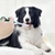 Aplicador de Comprimido para Cães e Gatos - Dicas Pet Brasil