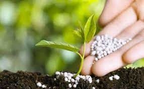 AGROPECUARIA PORTO LUCENA COMERCIO VAREJISTA DE SEMENTES E FERTILIZANTES LTDA