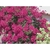 100 Sementes De Planta Primavera Rosa Para Mudas Compre Hoje e Receba em Dobro