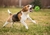 Bolas de borracha interativas para cães de estimação para cães pequenos e gr - comprar online