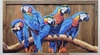 Araras Azuis 85x160
