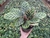 Maranta Makoyana (TAM P)