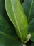 Pacova - Planta na caixa