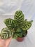 Maranta Makoyana (TAM M) na internet