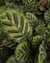 Maranta Makoyana (TAM M) - Planta na caixa