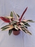 Maranta Triostar na internet