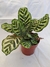 Maranta Makoyana (TAM M) - comprar online