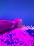 Vibrador Star
