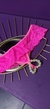 Calcinha Tailandesa Duplo Prazer - comprar online