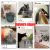 Fonte de água inteligente para gatos 2L com torneira Dispensador de água para - comprar online