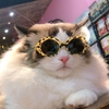 Óculos Pet Kurt Cobain