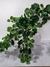 PLANTA COLGANTE: GERANIO GREEN CON Y SIN MACETA - B y N Deco