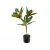 PLANTA DE MAGNOLIA 60 CM