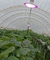 Dália 15W - Luminária de Alta Performance para Cultivo de Lúpulo, Morango e Flores - comprar online