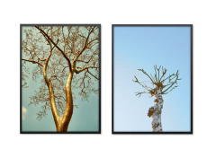COMPOSIÇÃO 2 QUADROS | ÁRVORES