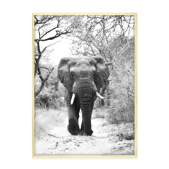 QUADRO ELEFANTE - loja online