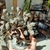 BONSAI DE PIRITA na internet